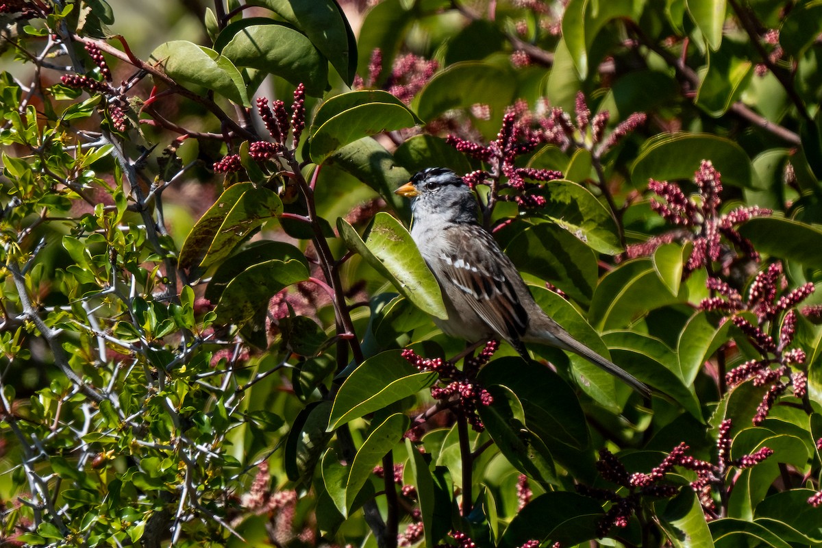 White-crowned Sparrow - ML619089839