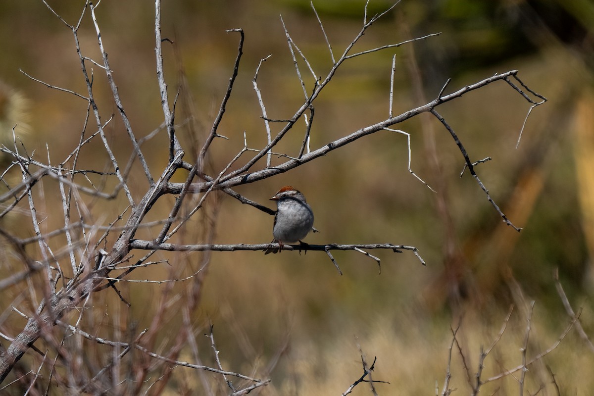 Chipping Sparrow - ML619089844