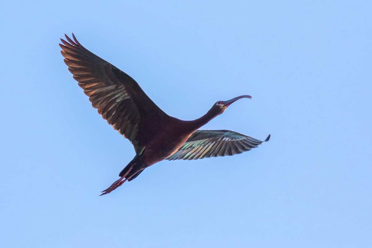 ibis americký - ML619089855