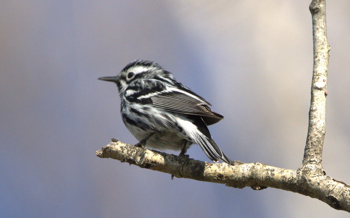 Black-and-white Warbler - ML619089869