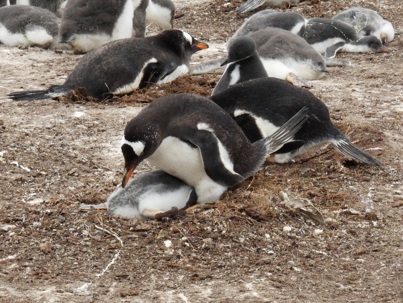 tučňák oslí - ML619089877