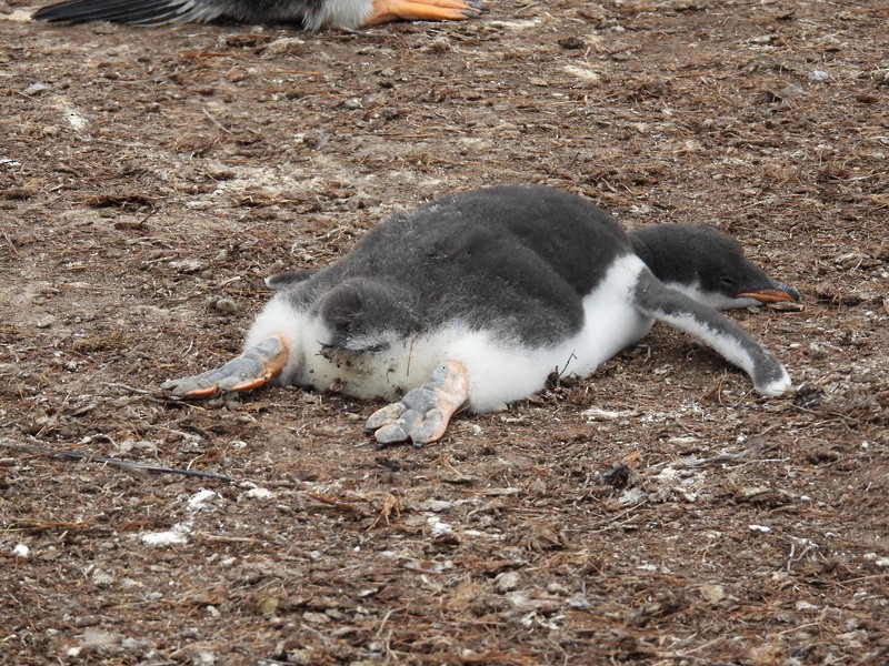 tučňák oslí - ML619089878