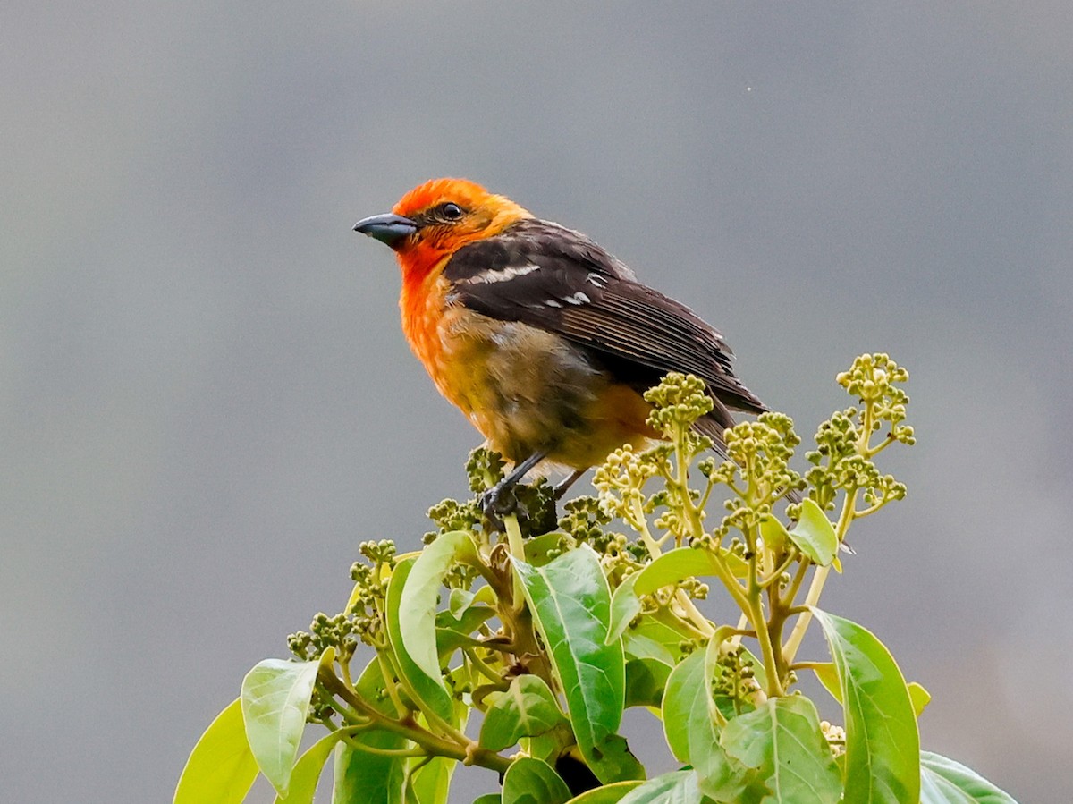 Flame-colored Tanager - ML619089887