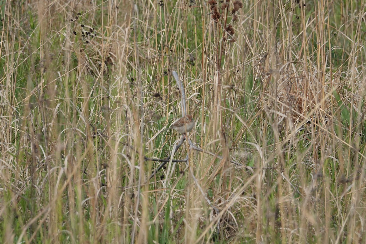 Field Sparrow - ML619089905