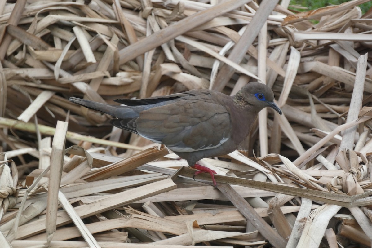 West Peruvian Dove - ML619089951