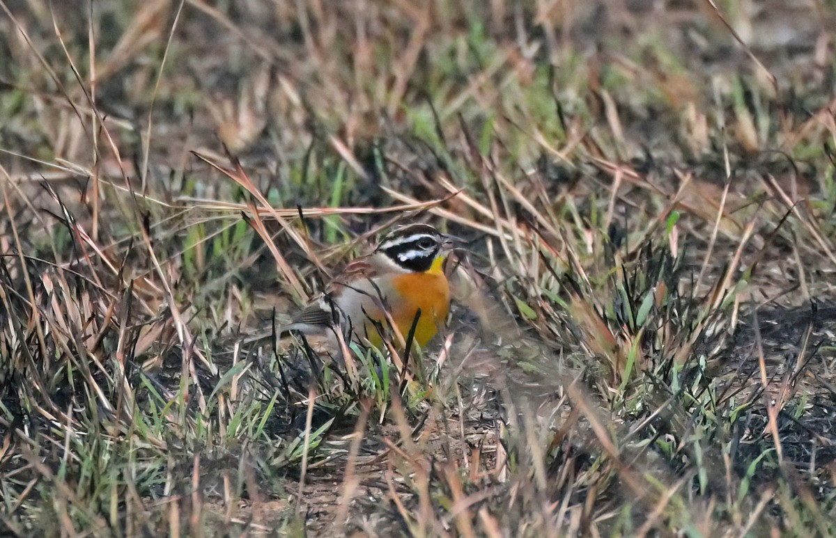 Golden-breasted Bunting - ML619090060