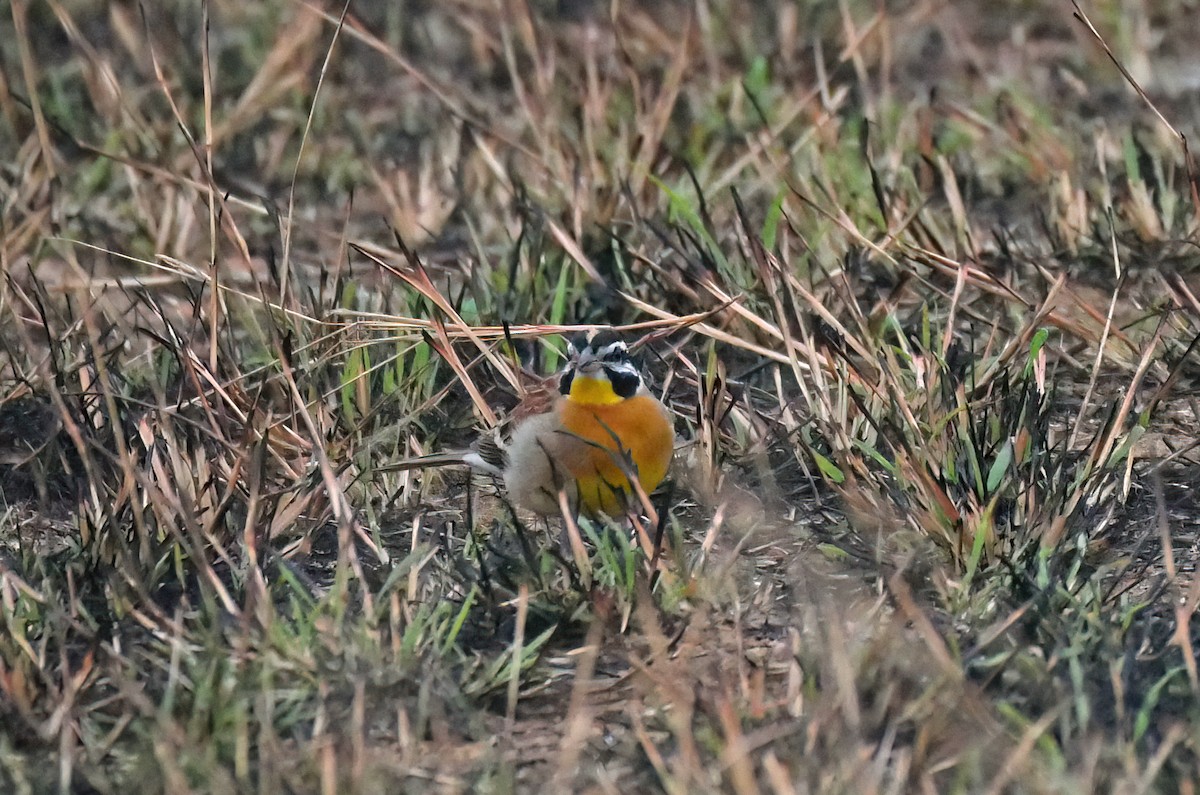 Golden-breasted Bunting - ML619090061