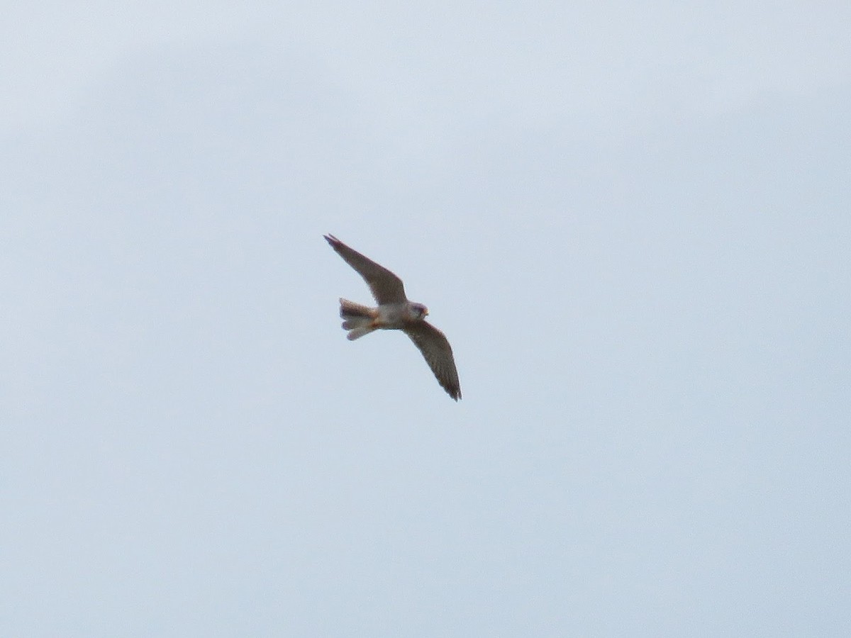 Red-footed Falcon - ML619090147
