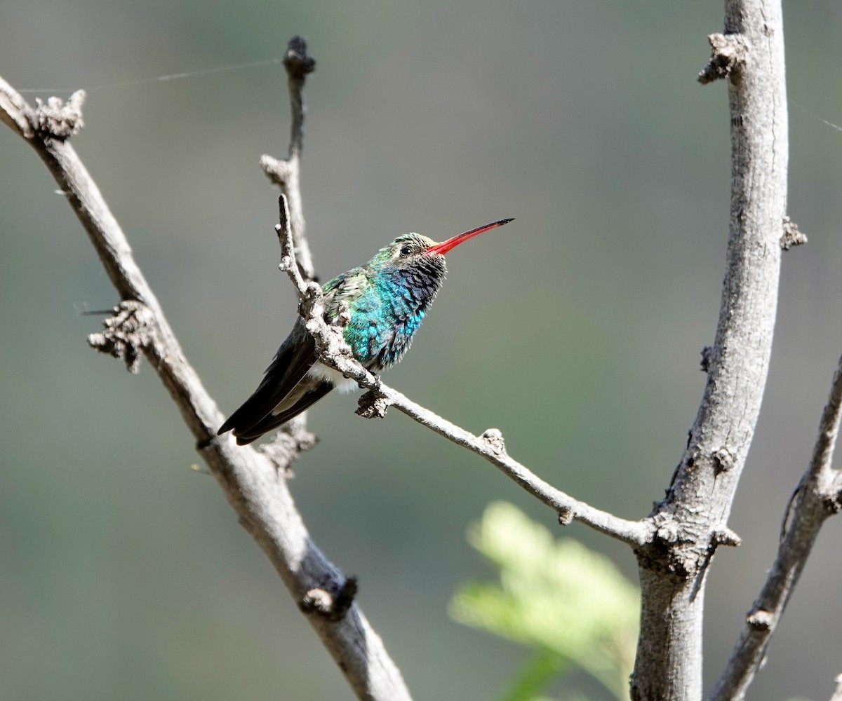 kolibřík širokozobý - ML619090197