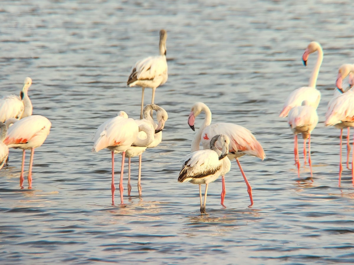 Greater Flamingo - ML619090212