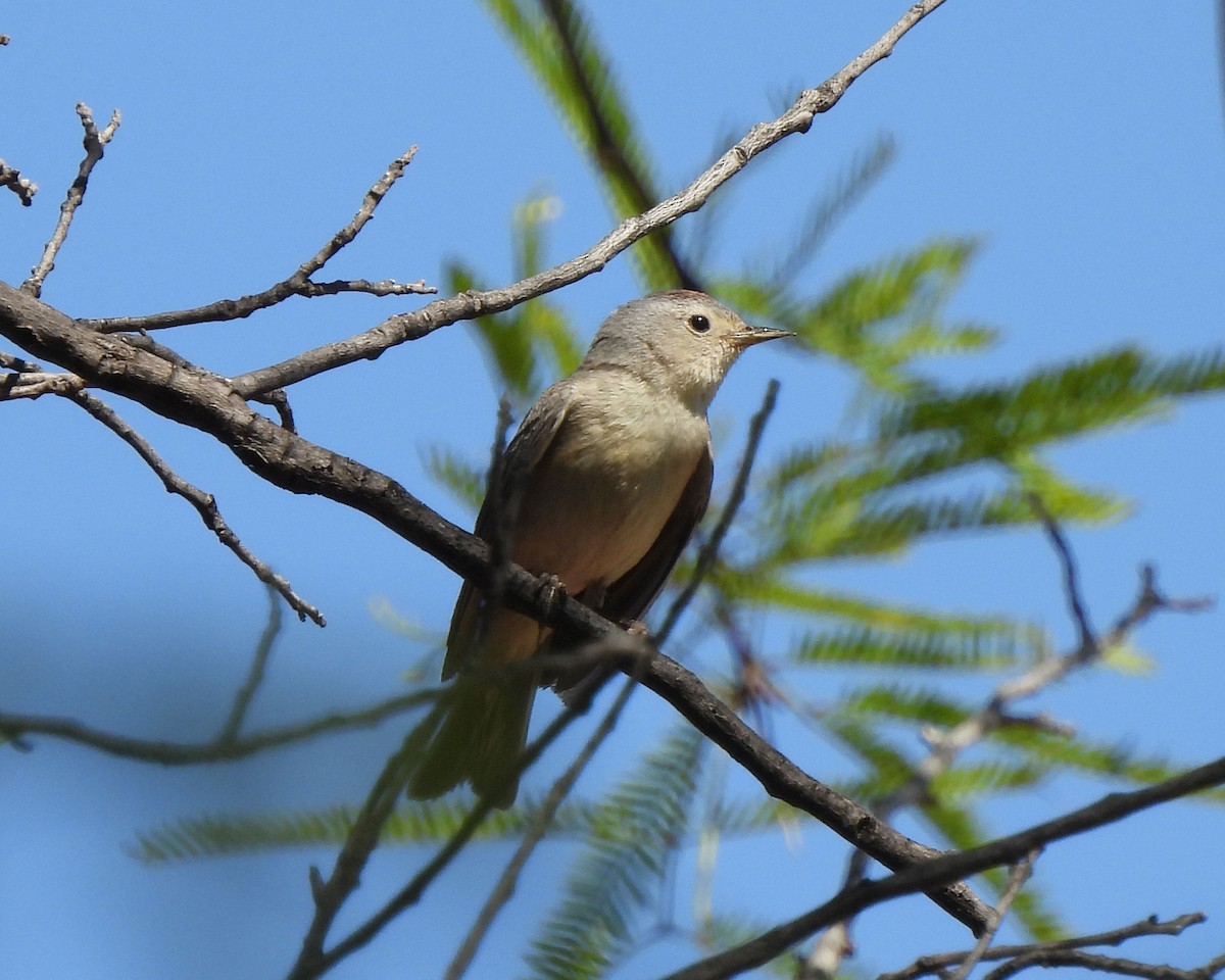 Lucy's Warbler - ML619090219