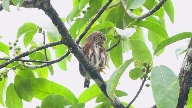 Central American Pygmy-Owl - ML619090226