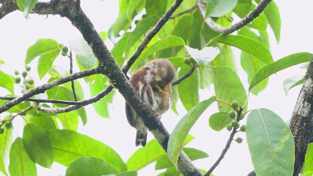 Central American Pygmy-Owl - ML619090227
