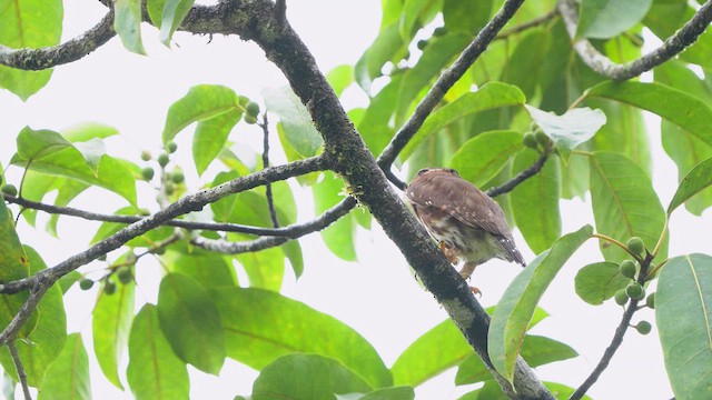 Central American Pygmy-Owl - ML619090234