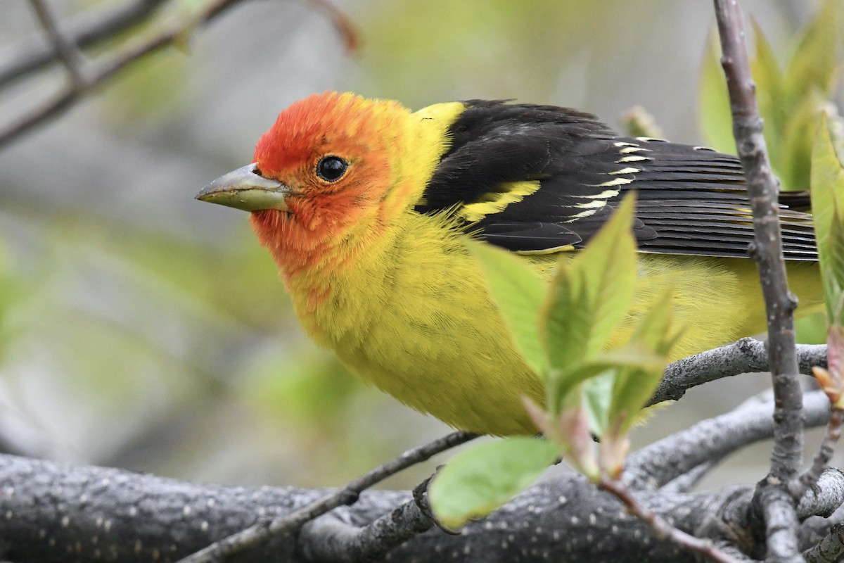 Western Tanager - ML619090271