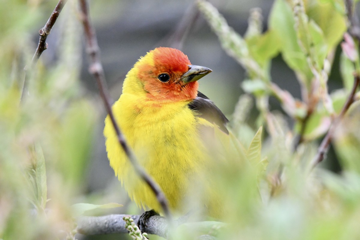 Western Tanager - ML619090272