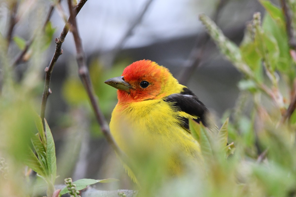 Western Tanager - ML619090275