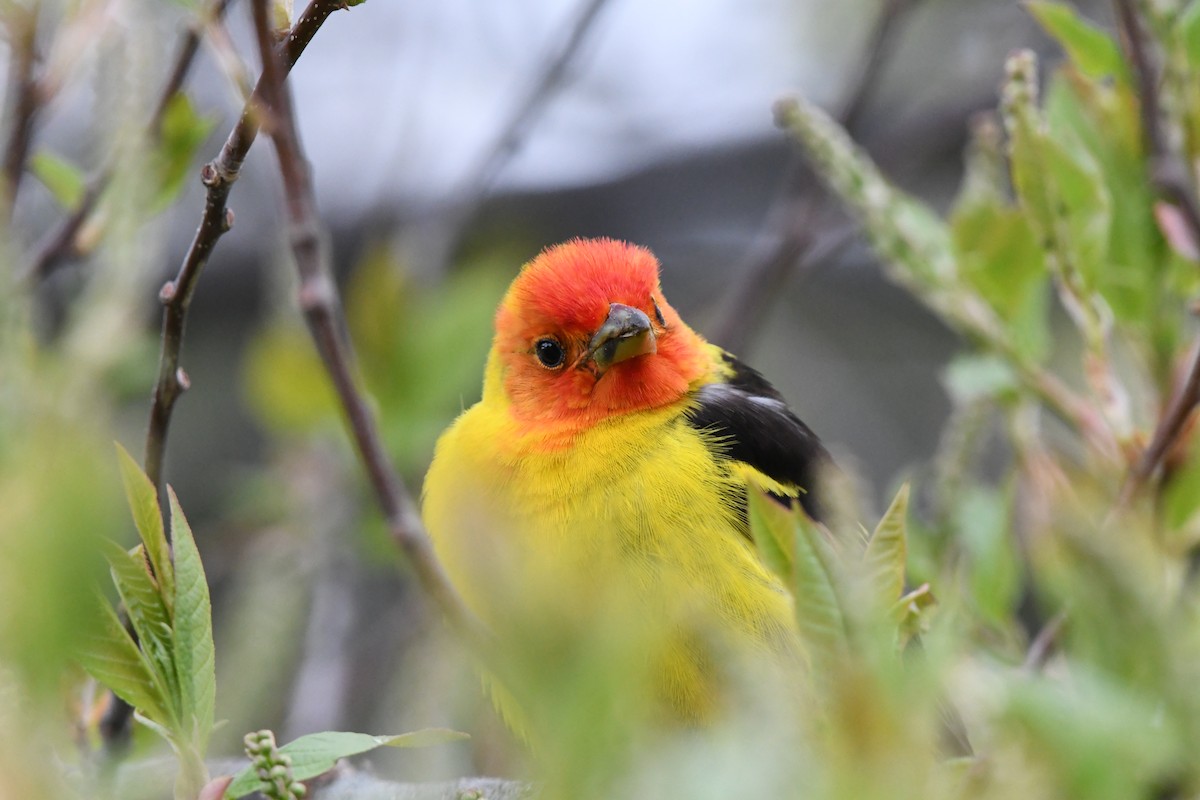 Western Tanager - ML619090276