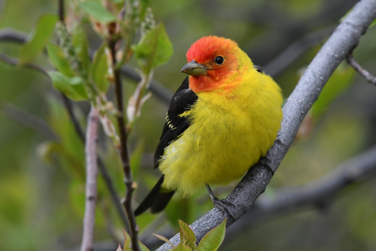 Western Tanager - ML619090277