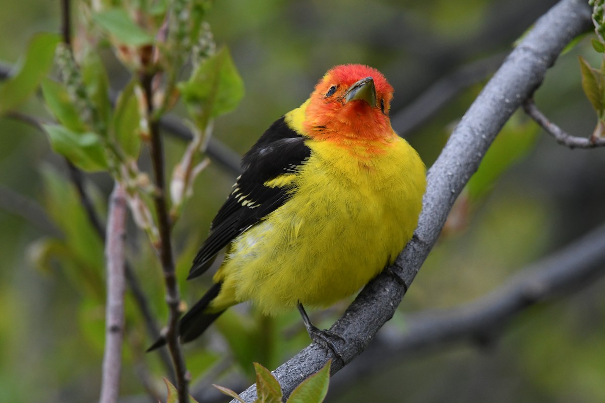 Western Tanager - ML619090278
