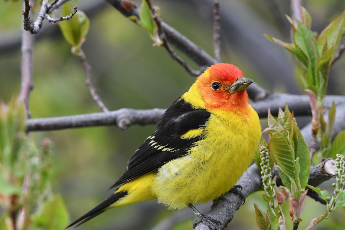 Western Tanager - ML619090280