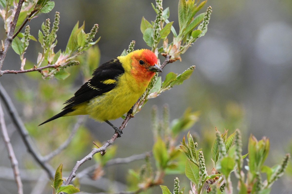 Western Tanager - ML619090281
