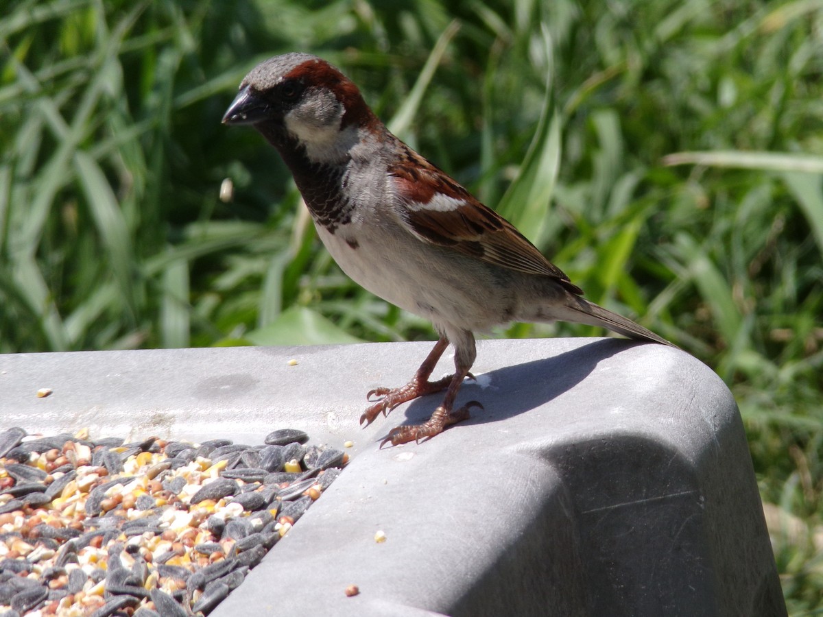 House Sparrow - ML619090283