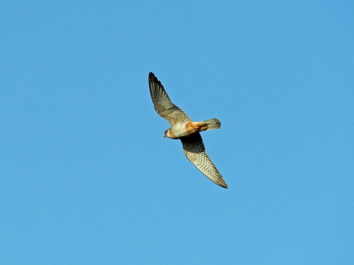 Red-footed Falcon - ML619090307