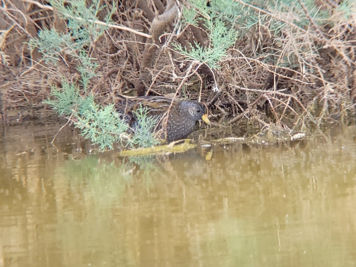 Spotted Crake - ML619090331