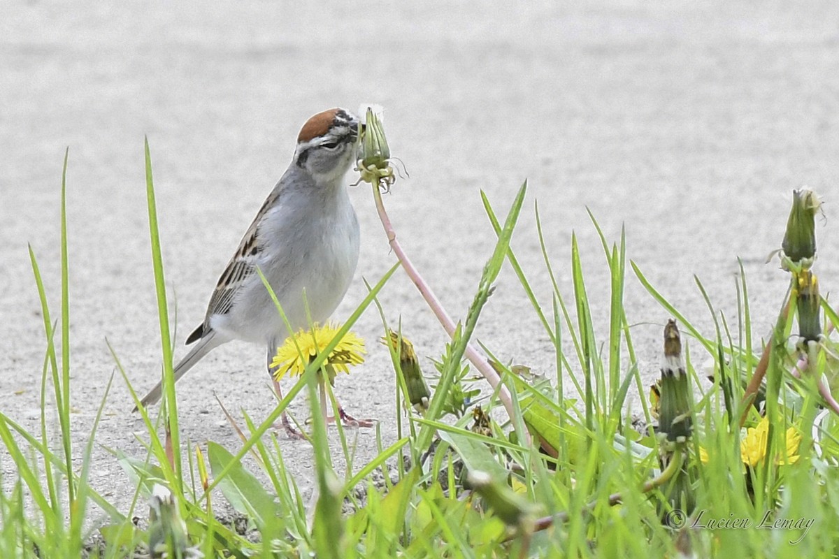 Chipping Sparrow - ML619090375