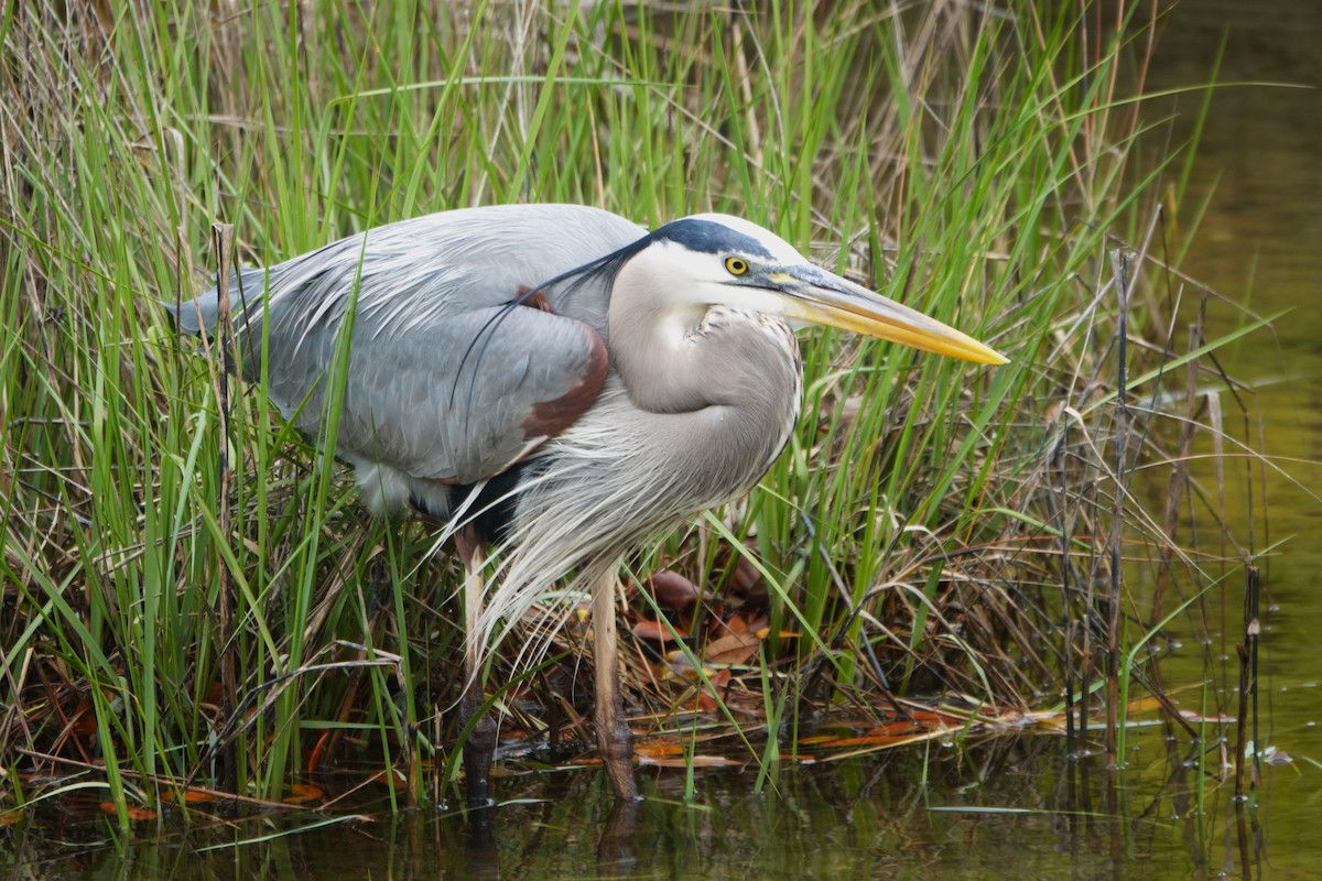 Great Blue Heron - Roger smith