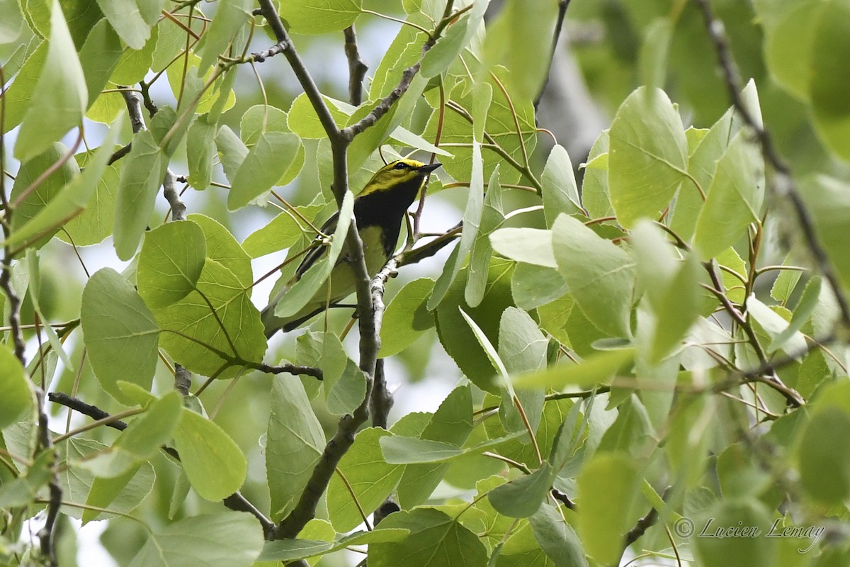 Black-throated Green Warbler - ML619090389