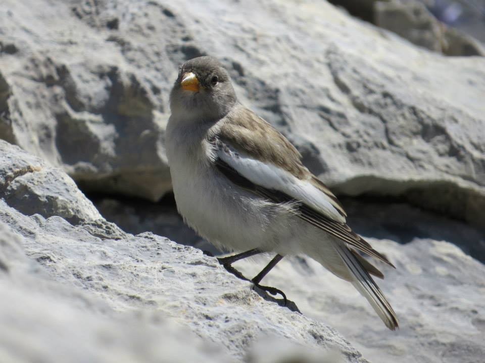 White-winged Snowfinch - ML619090392