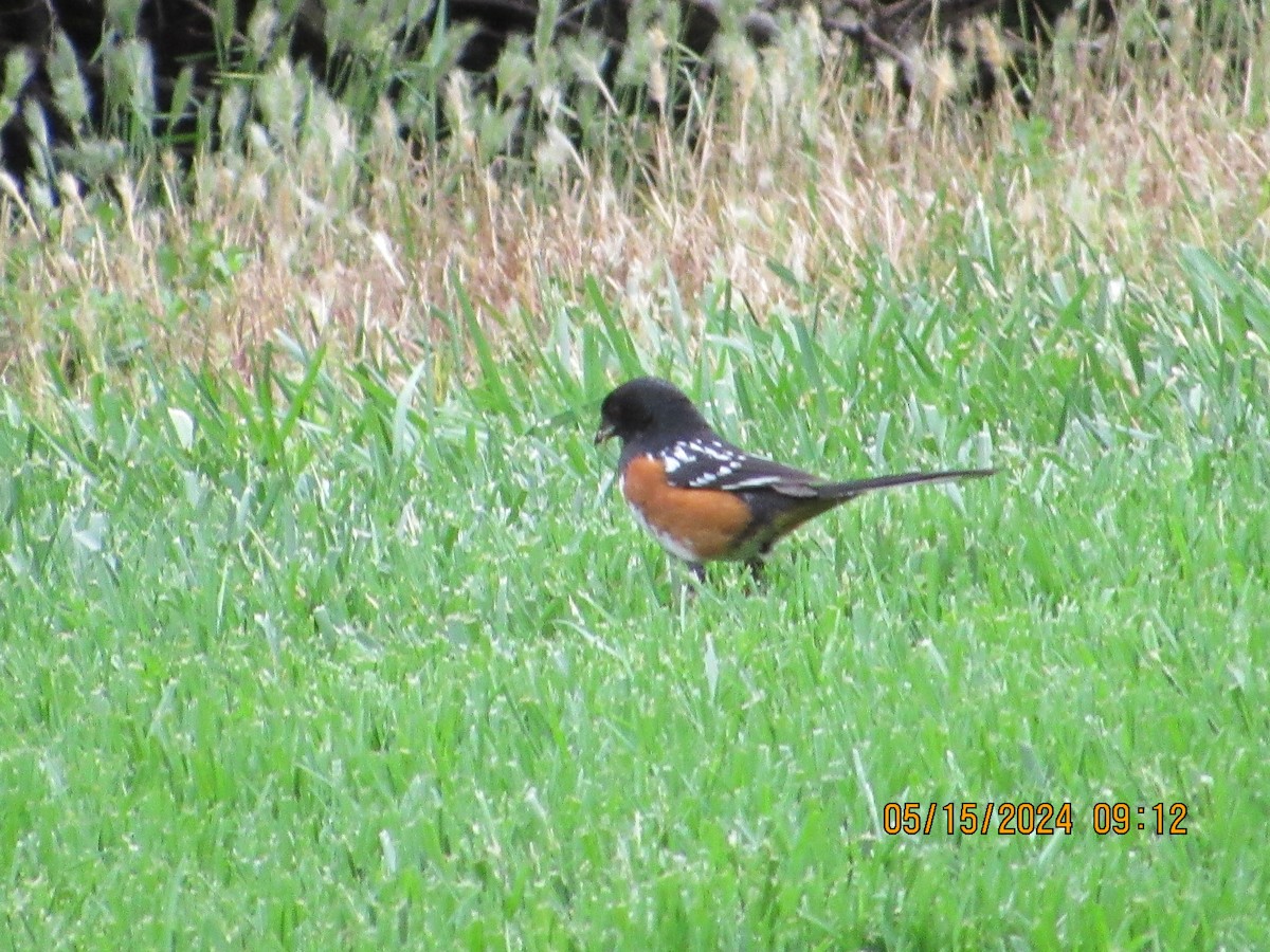 Spotted Towhee - ML619090396