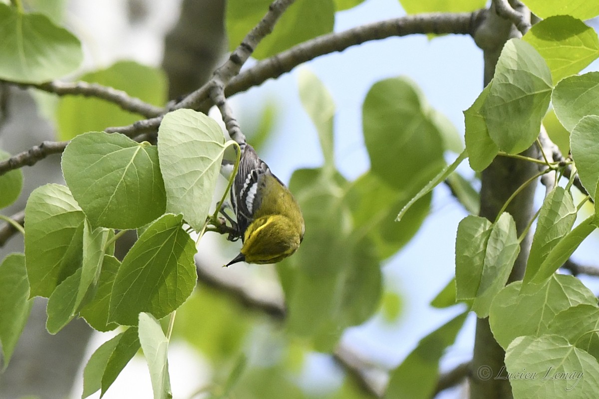 Black-throated Green Warbler - ML619090444
