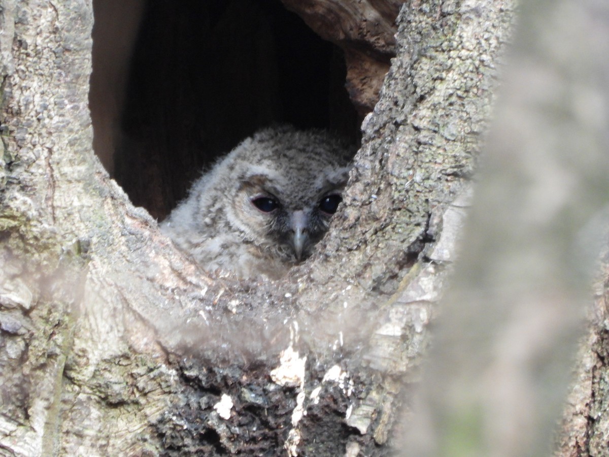 Tawny Owl - ML619090501