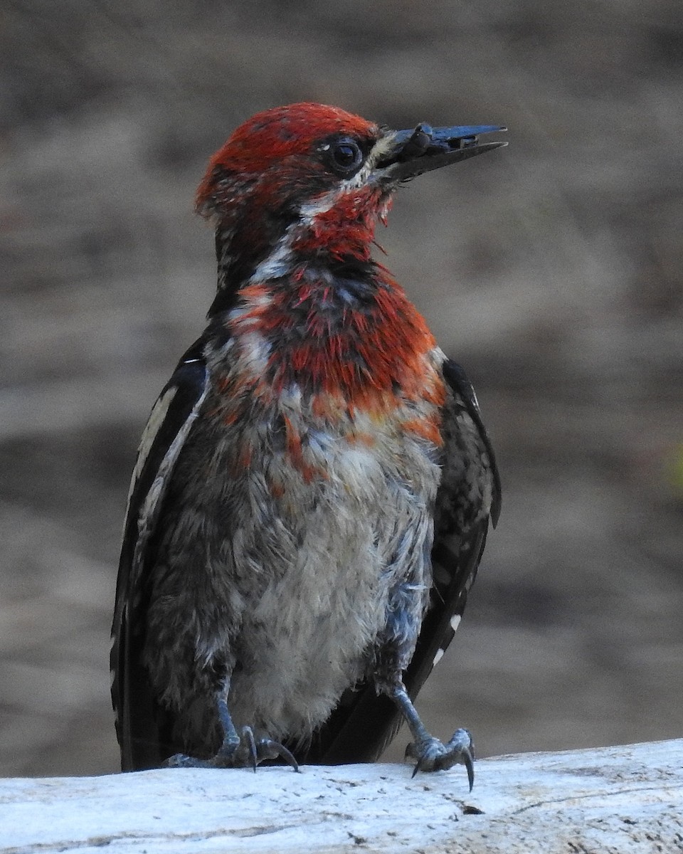 Red-breasted Sapsucker - Barbara Peck