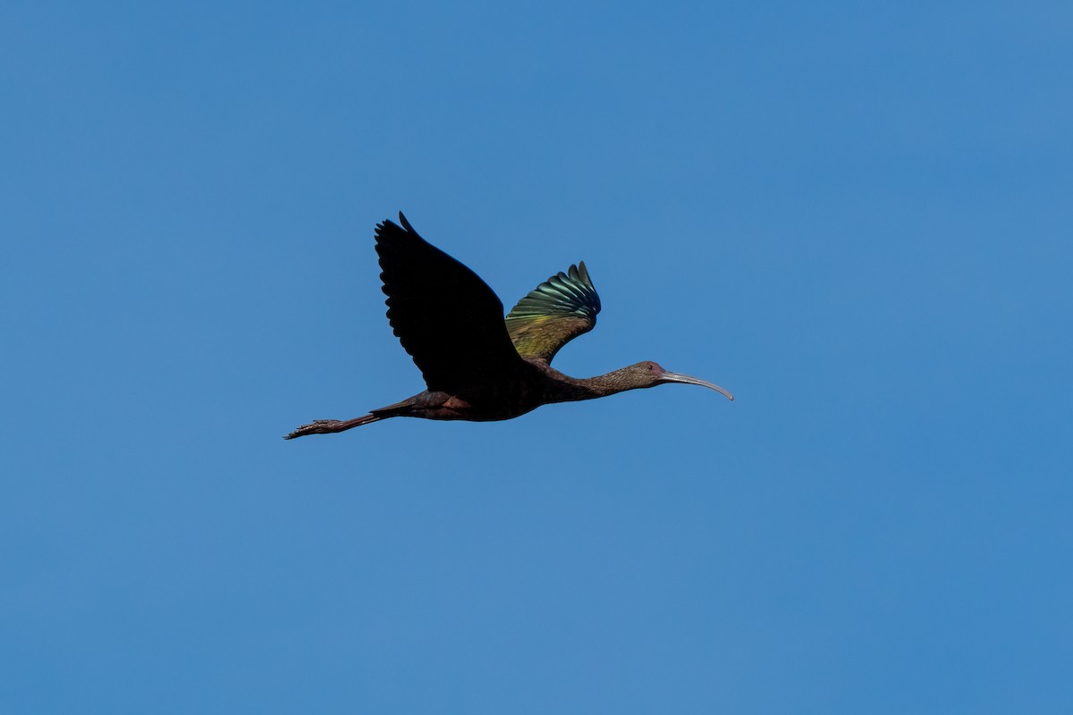 ibis americký - ML619090517