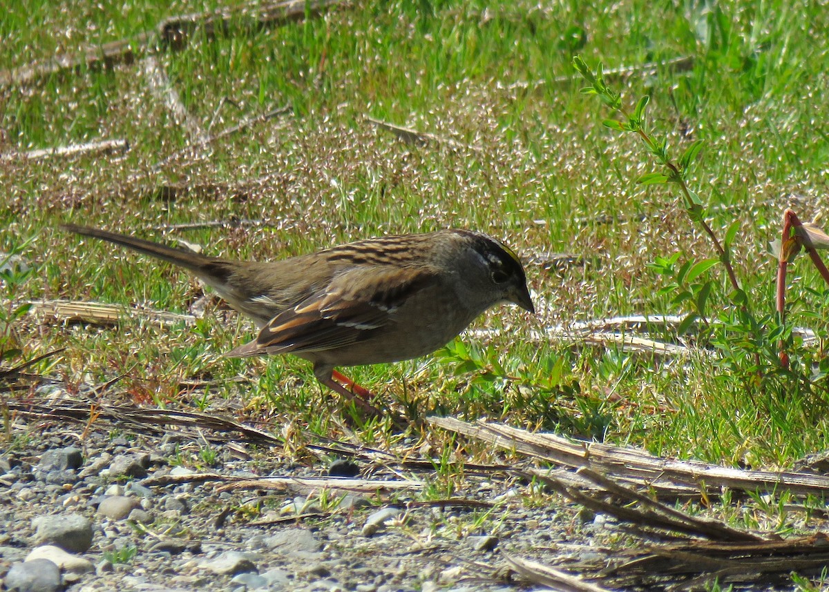 Golden-crowned Sparrow - ML619090526