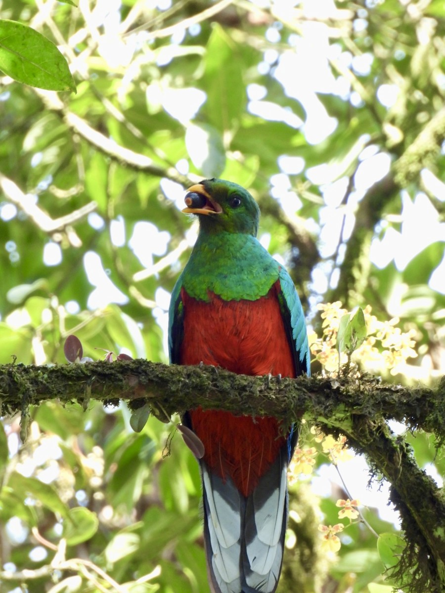 Quetzal Fúlgido - ML619090527