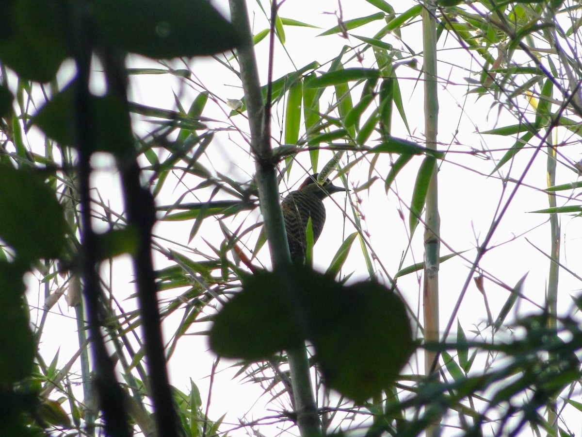 Green-barred Woodpecker - ML619090566