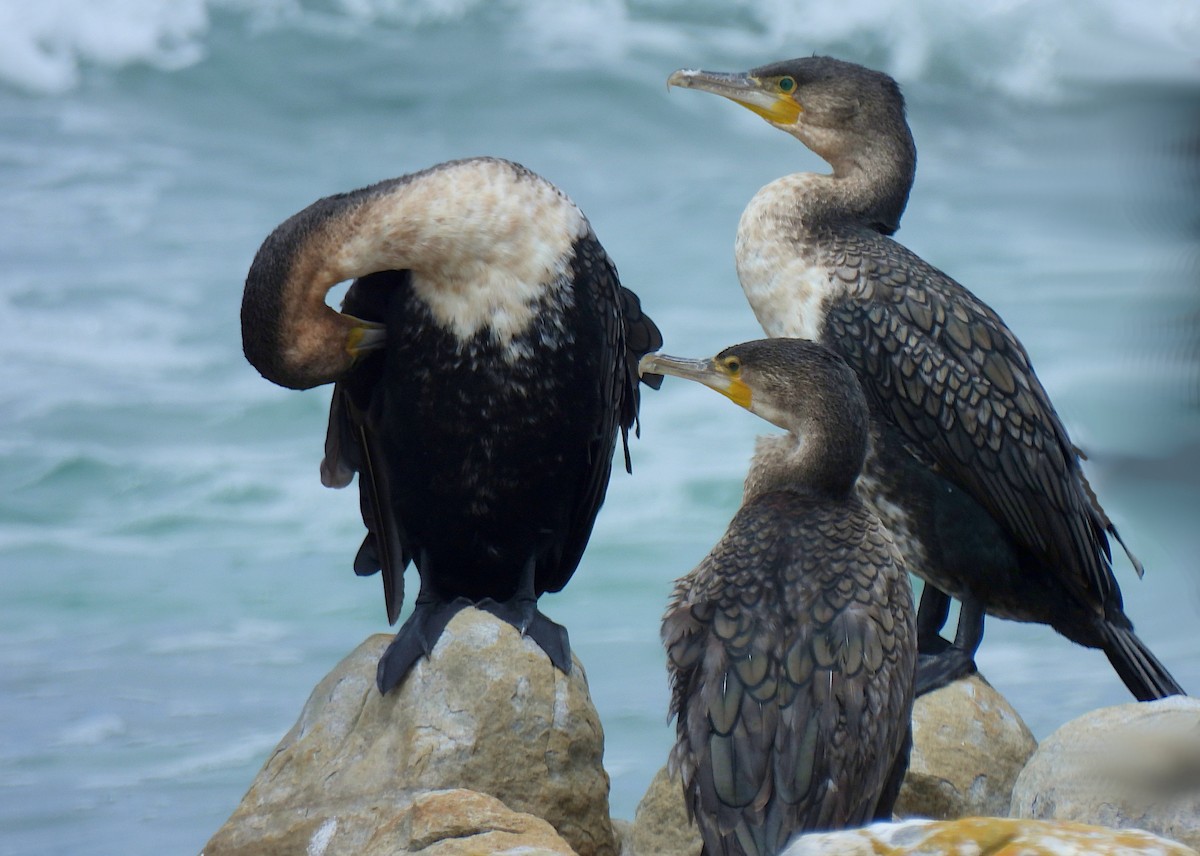 Great Cormorant (White-breasted) - ML619090571