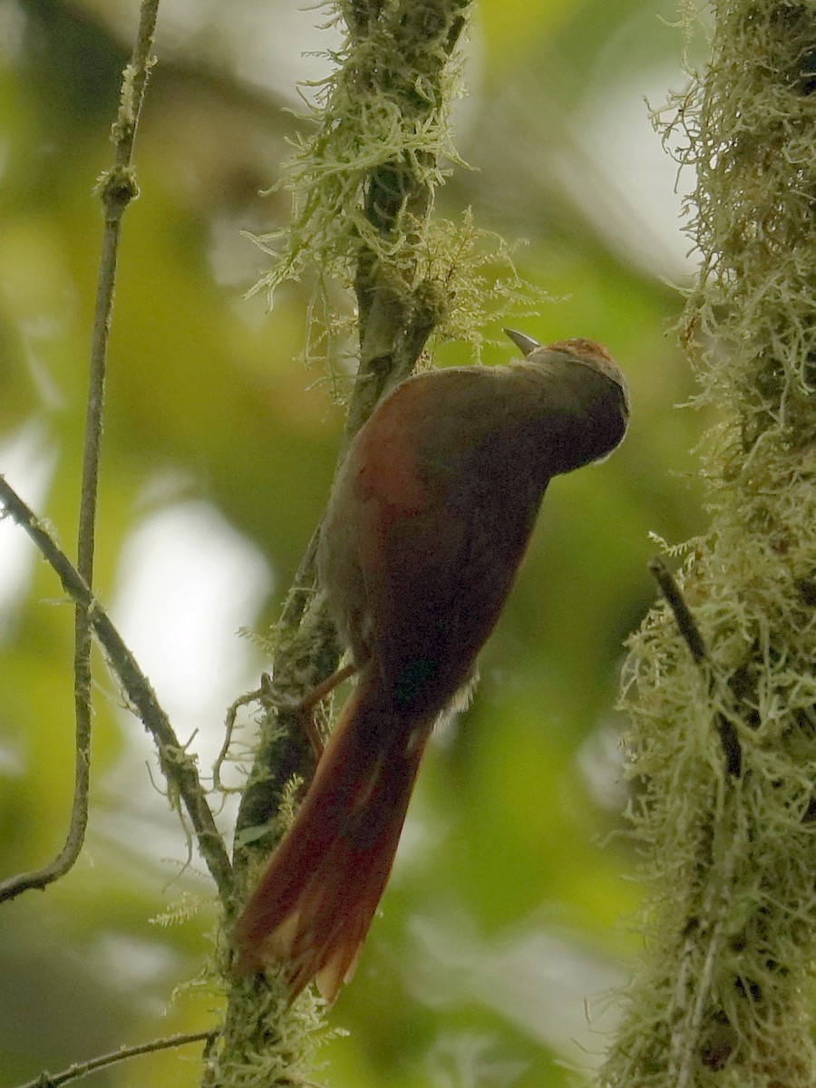 Red-faced Spinetail - ML619090576