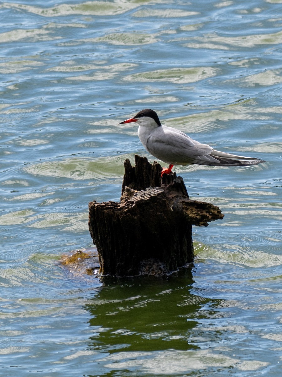Common Tern - ML619090604