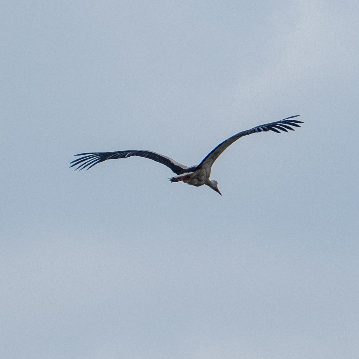 White Stork - ML619090612