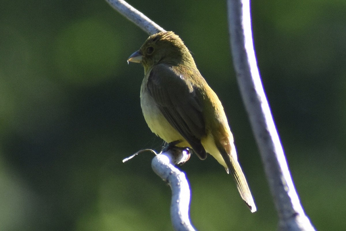 Painted Bunting - ML619090614
