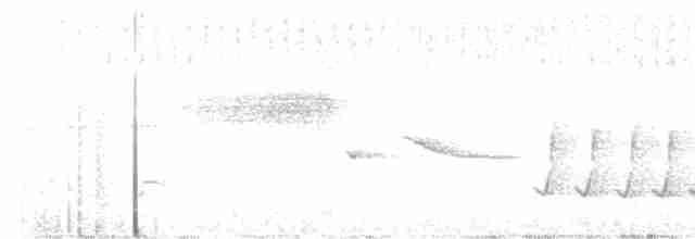 Şerit Karınlı Çıtkuşu - ML619090664