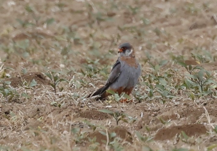 Red-footed Falcon - ML619090668
