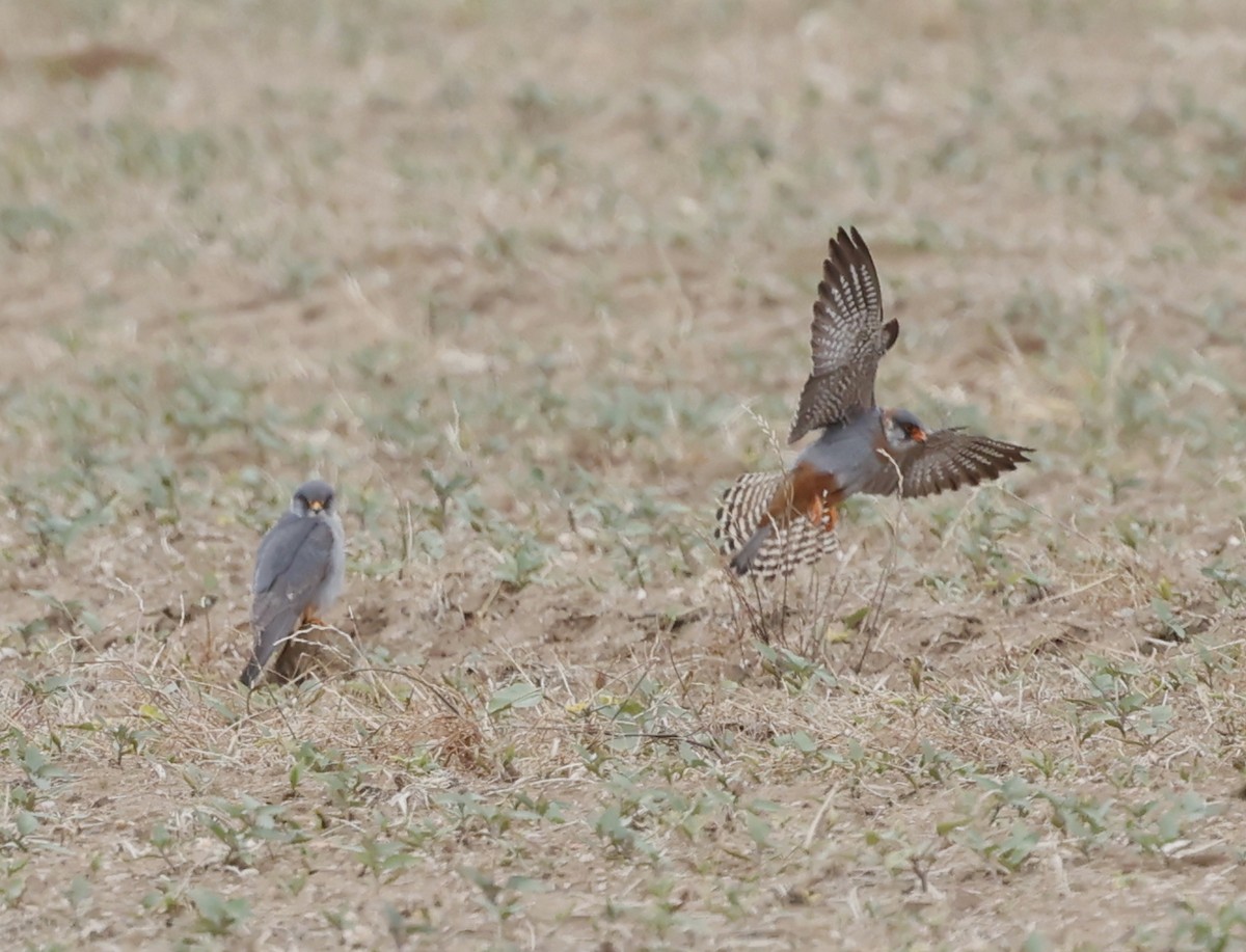 Red-footed Falcon - ML619090669