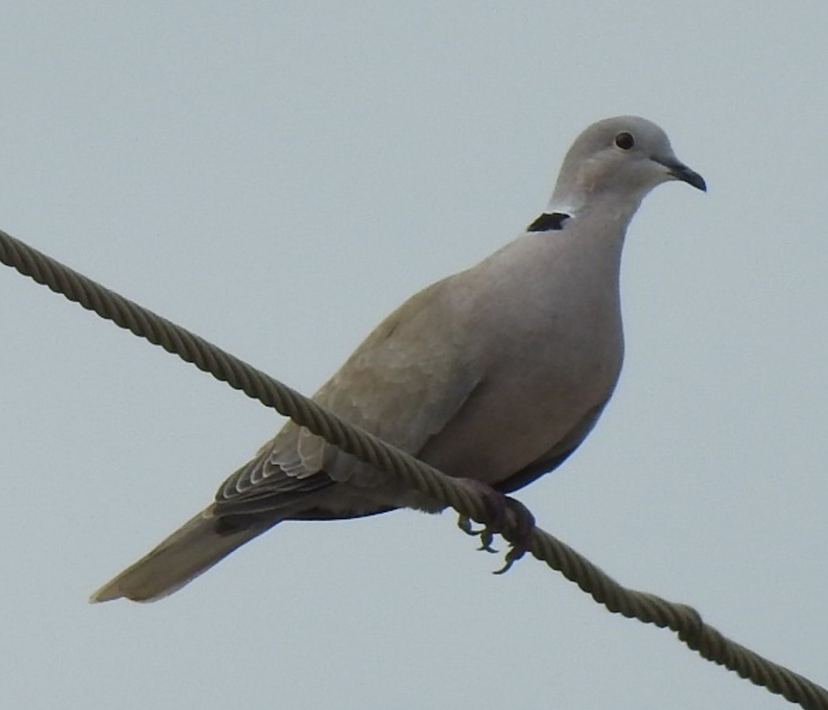 Eurasian Collared-Dove - ML619090708
